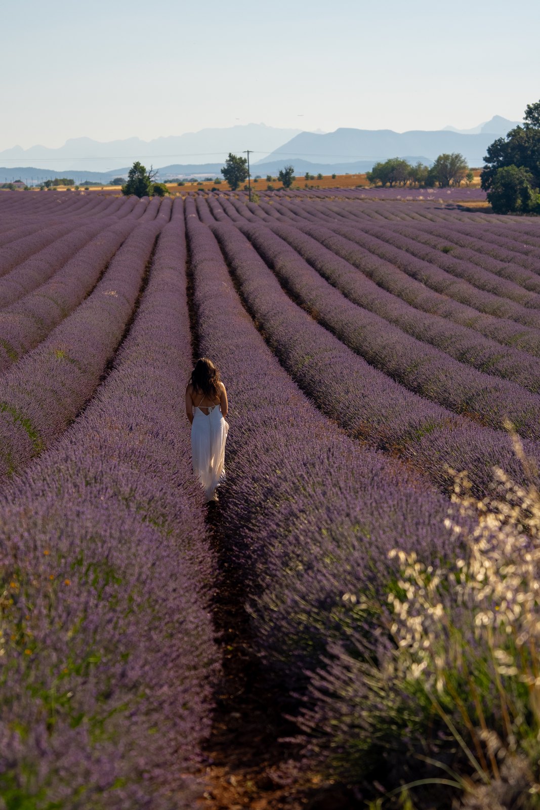 Woman walking between rows of lavender towards the mountains
