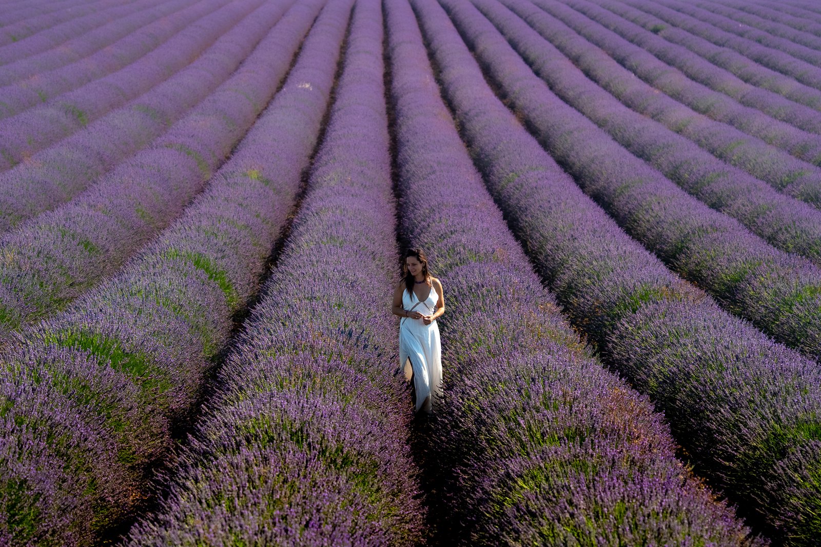 Woman standing in rows of blooming lavender